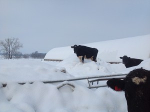 snow cows 2