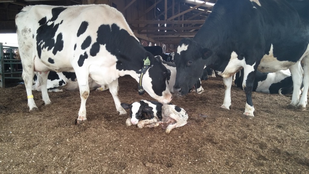 baby calf dairy farm