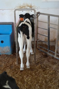 calf automatic feeder dairy farm