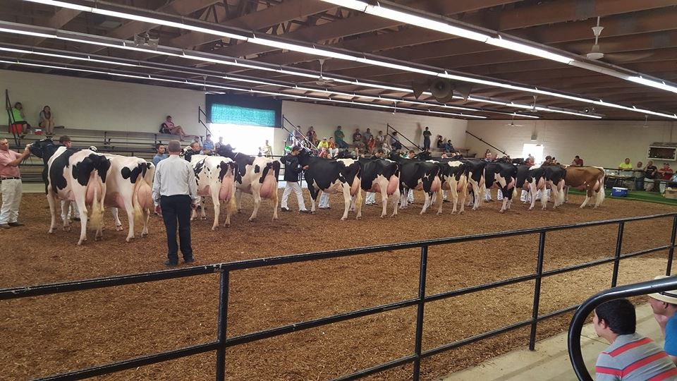 elkhart county fair cow lineup