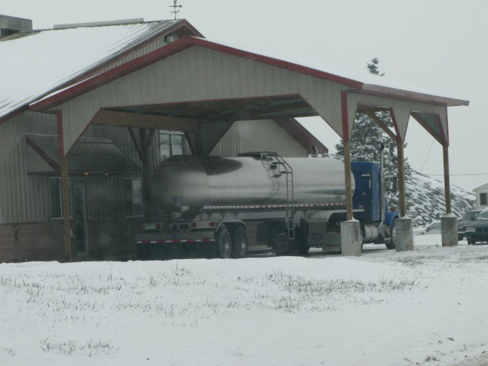 homestead dairy snow