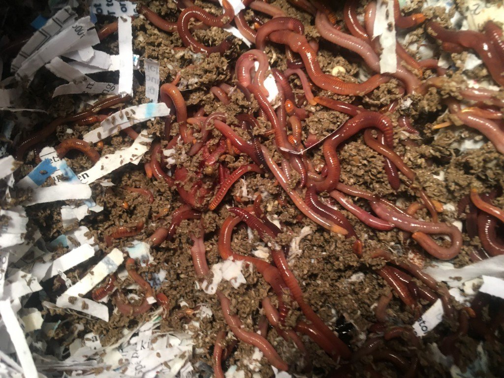 compost worms