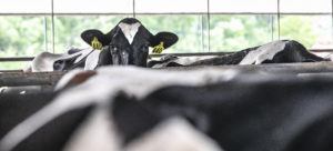 cows