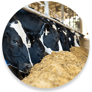 Farm life cow image