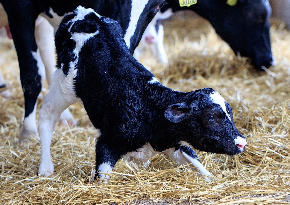 Small calf learning to walk