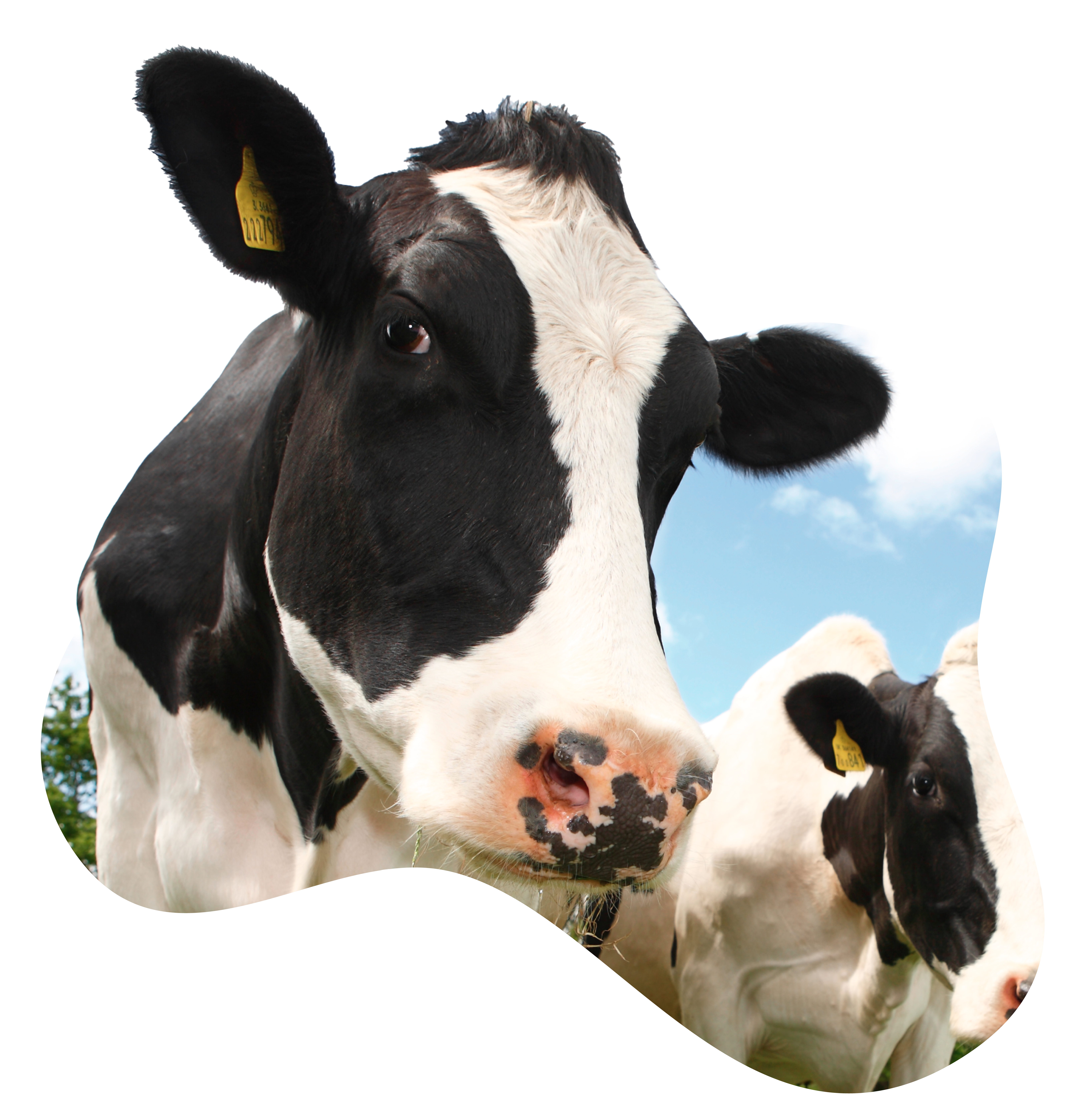 homepage cow breaking out cow spot