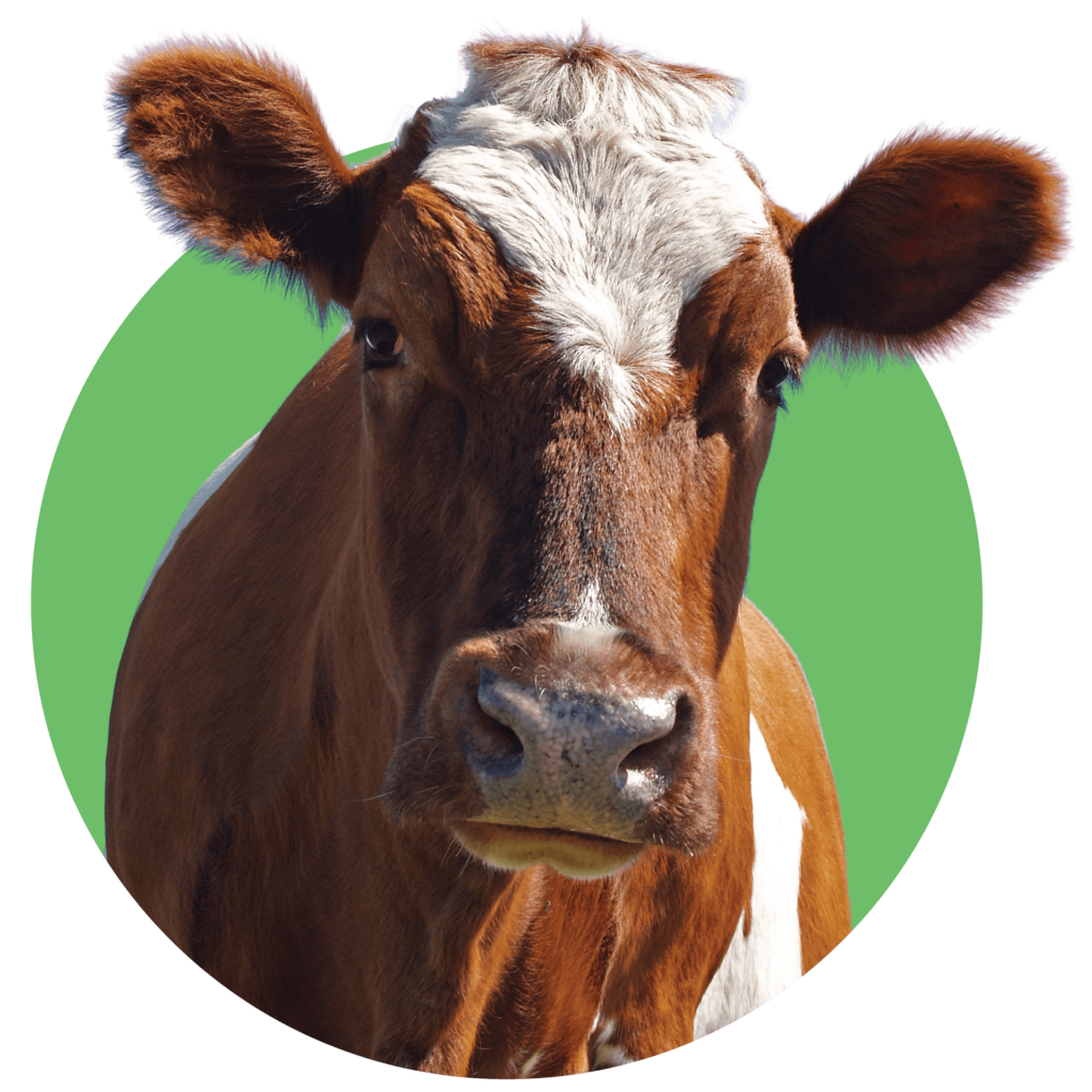 ADAI Farm Life ayrshire cow