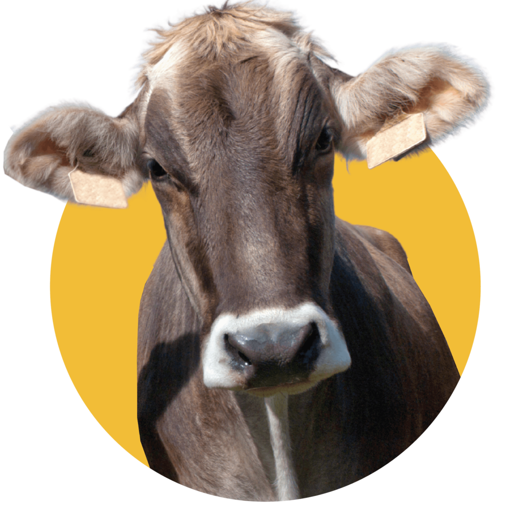 ADAI Farm Life brown swiss cow