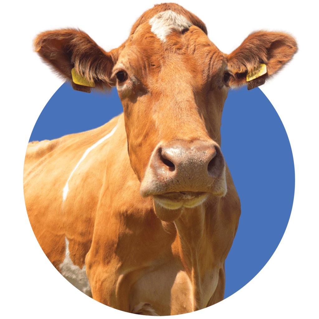 ADAI Farm Life guernsey cow