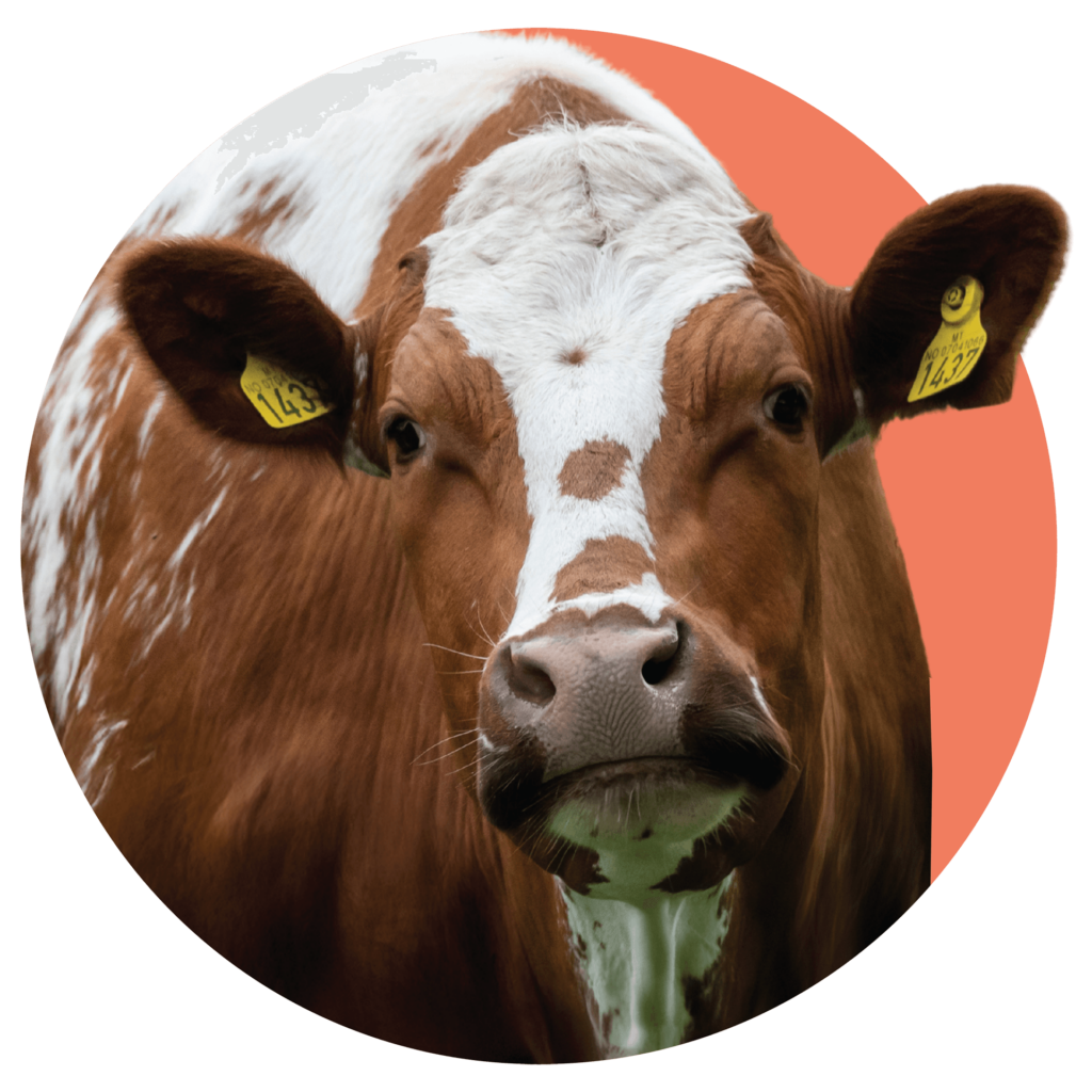 ADAI Farm Life milking shorthorn cow
