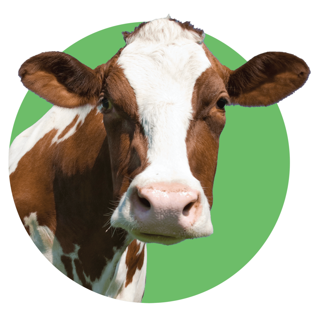 ADAI Farm Life red and white holstein cow