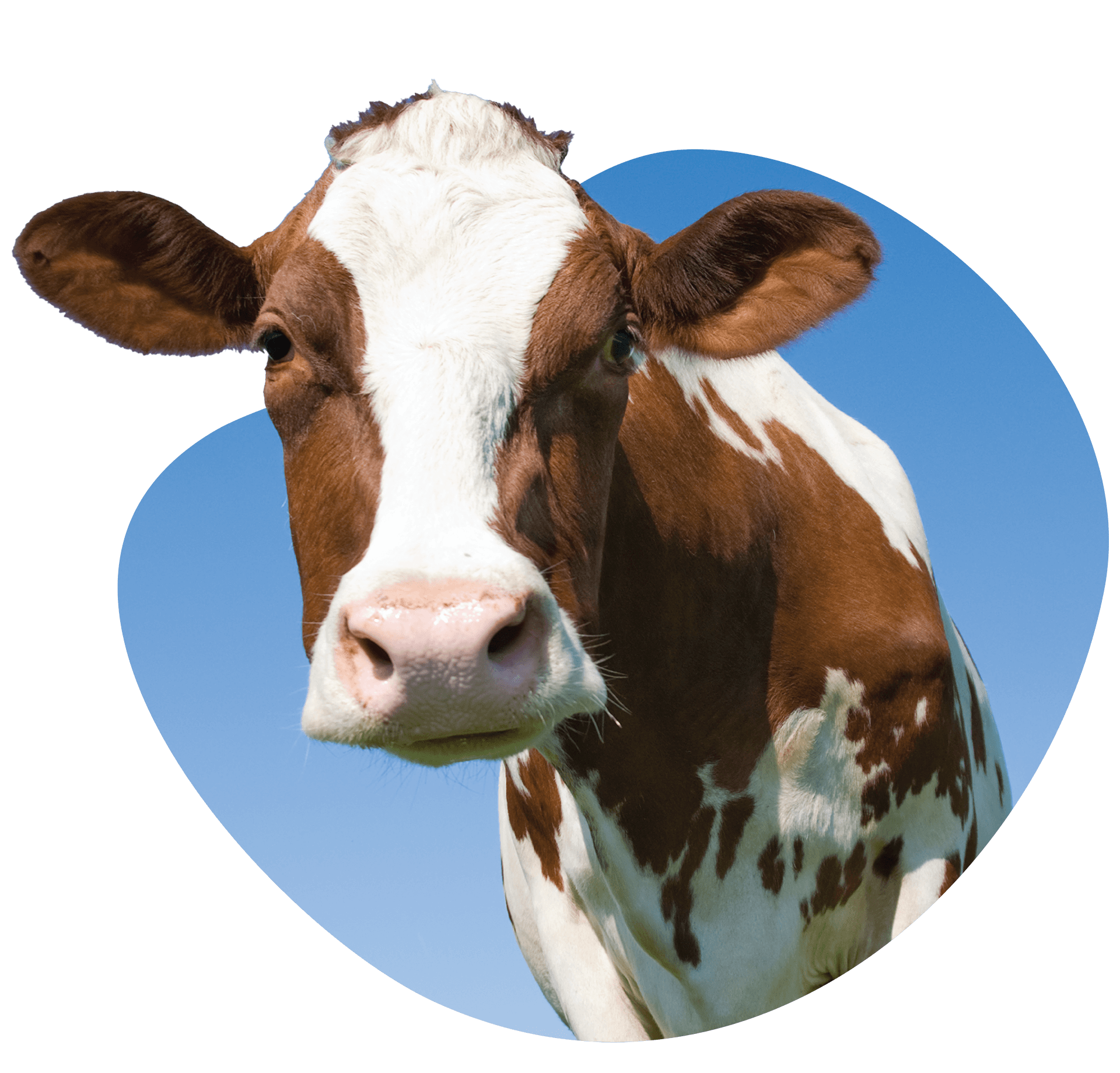 ADAI Resource Cow cow spot