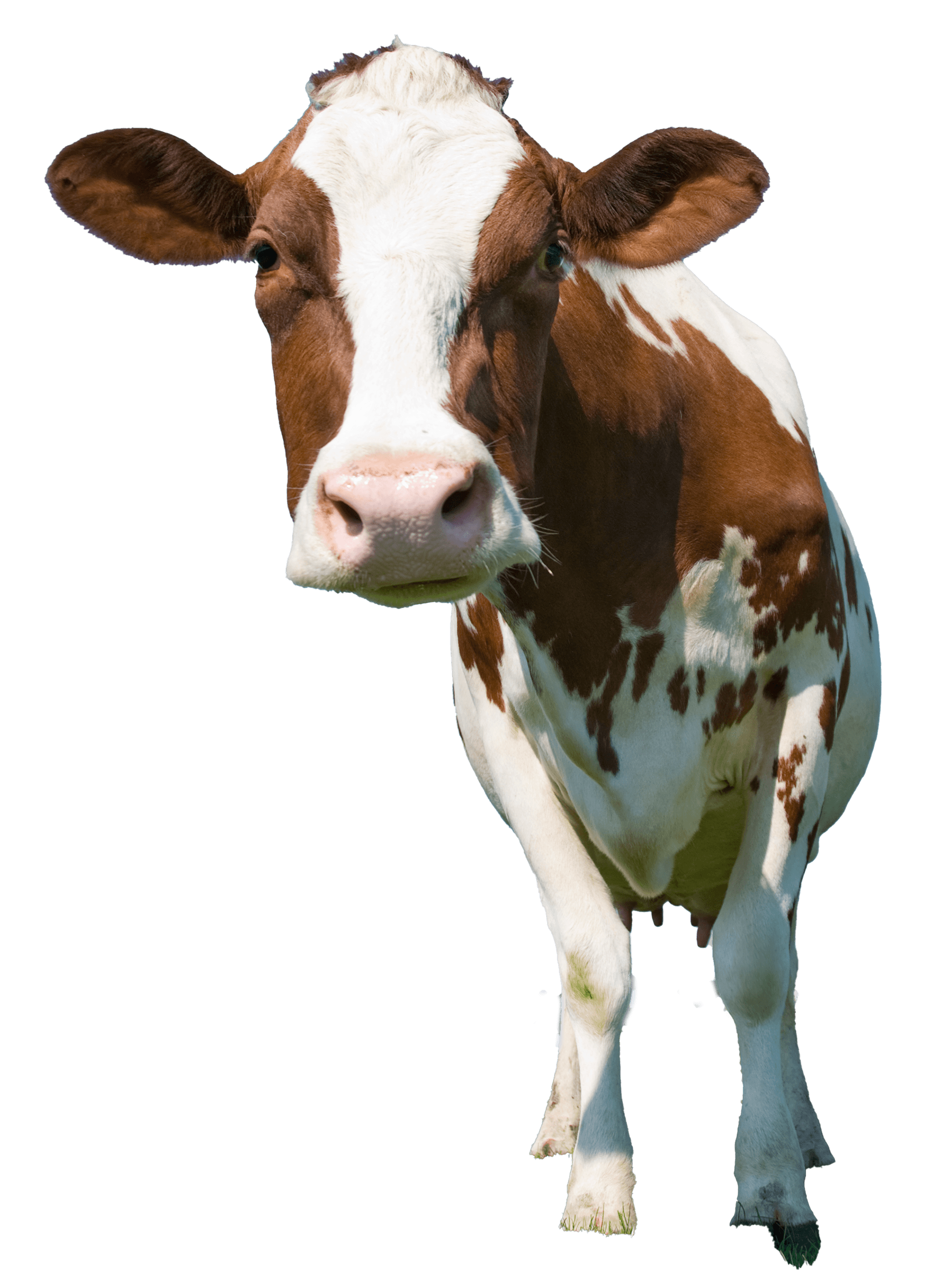 ADAI resources cow no background